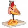 ADVANCED ANATOMICAL MODEL OF CHILD HEART (SOFT)